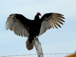 USA_Mexico2006-2007-040